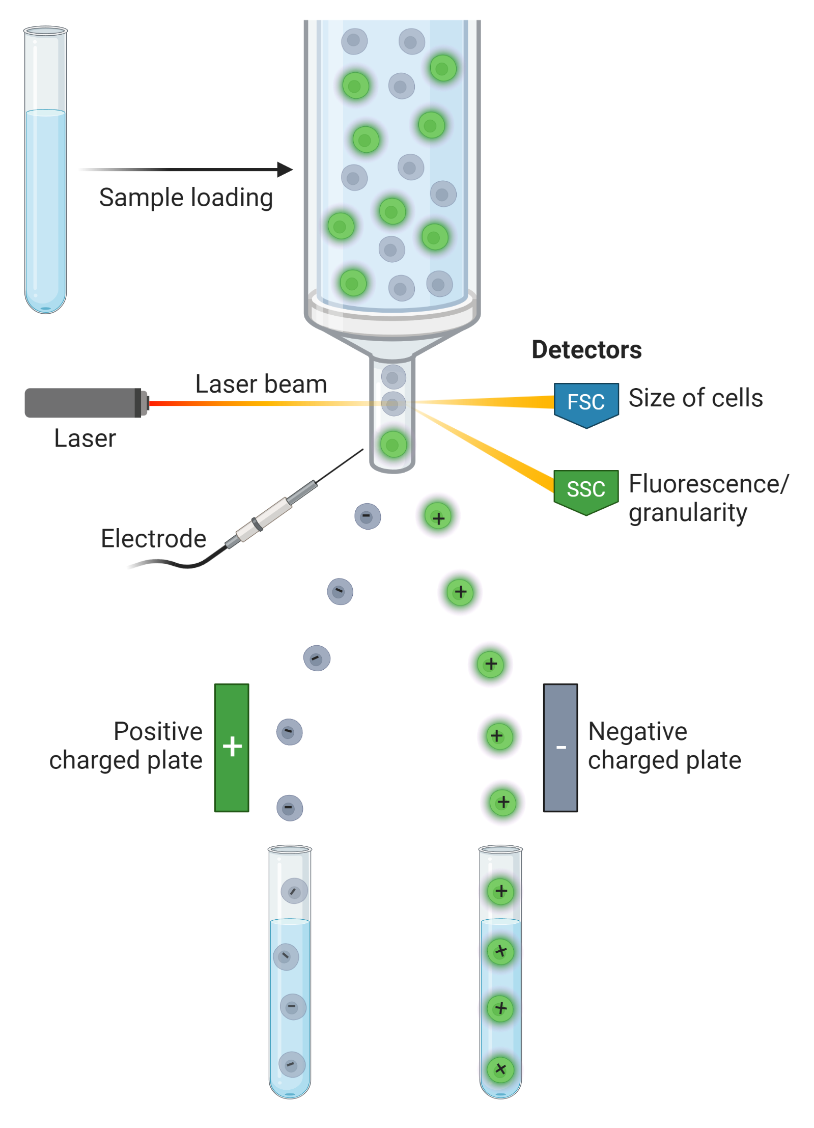 Fluorescence Activated Cell Sorting FACS AAT Bioquest